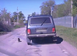 Щенок-камикадзе напал на внедорожник под Волгодонском и попал на видео