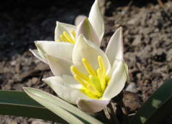 Удивительный двуцветковый тюльпан можно увидеть весной к юго-востоку от Волгодонска