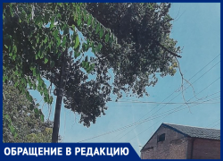 «Ветки идут уже на провода»: первостроитель Волгодонска пожаловался на аварийное дерево возле стадиона «Труд» 