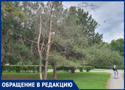 «Сухие деревья в парке Победы навевают грусть»: волгодончанка 