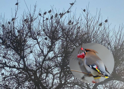 Огромная стая кочующих свиристелей с хохолками прилетела в Волгодонск 