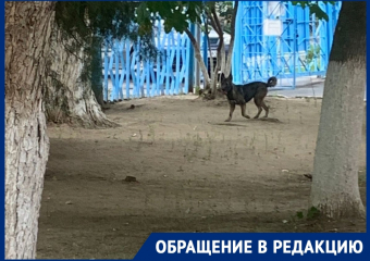 Бездомная собака поселилась в детском саду «Родничок» в Волгодонске: родители бьют тревогу