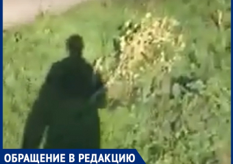 Вандалы вырубили целую аллею деревьев на улице Весенней