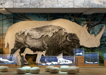 Виртуальный шерстистый носорог  и погружение в Саркел: музей в Волгодонске ждет большая реконструкция за 243 миллиона рублей 
