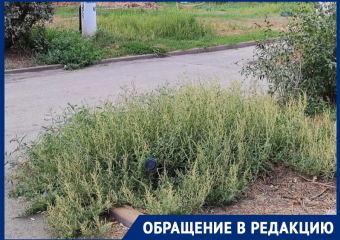 Печальное состояние аллеи на бульваре Великой Победы возмущает жителей города