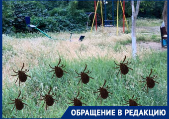 После прогулки вдоль сквера «Дружба» волгодонец снял шесть клещей со своей собаки
