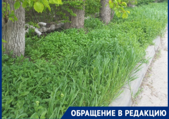 «Город просто омертвел, птиц уже не слышно»: волгодонец о бессмысленной косьбе травы под корень 