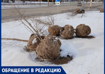 Брошенные в снегу на проспекте Мира саженцы деревьев обнаружили волгодонцы