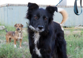 Чудесная и ласковая Берта ищет любящих хозяев 