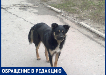«Собаки стаей бросаются на людей на В-17»: волгодончанка