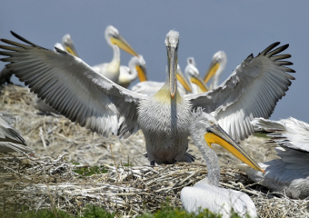 Огромные пеликаны спрятались от людей на укромном острове к югу от Волгодонска