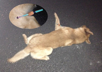 В Волгодонске у входа в «Платинум» собаку убили самодельным дротиком с ядом