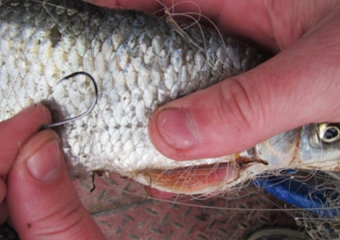 Уголовное дело за пять рыб: в акватории оросительного канала задержали 64-летнего волгодонца