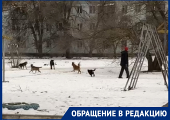 Посыпает дерево землей и не следит за своими собаками: волгодонцы пожаловались на соседа со «странностями»
