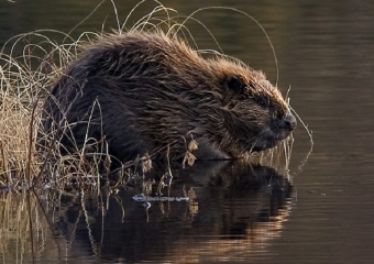 Парочка бобров эмигрировала в Волгодонск 