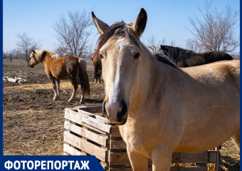 Царство милых лошадок: где под Волгодонском живут общительные лошади