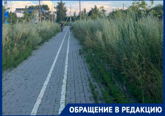 «Здесь нужны уже не косильщики, а лесорубы»: на 1-й Бетонной велодорожка заросла травой