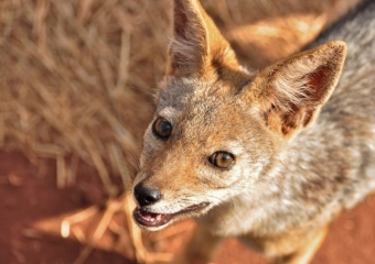 В Волгодонске объявили День шакала