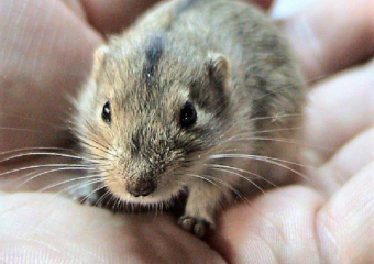 Хомячок с одной полоской на спине просит защиты у волгодонцев