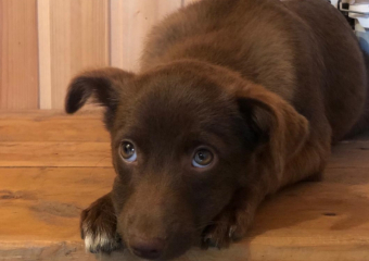 Неделю щенок жил на трассе рядом с мертвым братом, сбитым машиной