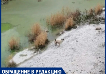 Пятиметровая тюрьма из бетона: волгодонцы боятся гибели собаки в фекальном плену