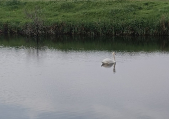 Лебеди-потеряшки создали новую семью на речке под Цимлянском в Ростовской области