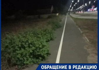 «За лето траву не косили ни разу!»: жители просректа Лазоревого требуют очистить территорию от зарослей