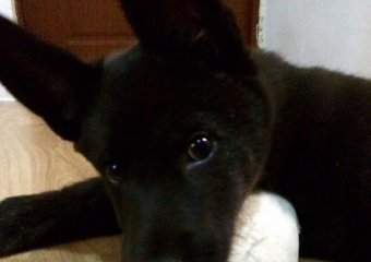 Спасенного с улицы щенка Чака убили выстрелом в голову недалеко от нового дома