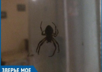 «Гадина размером с мобильный телефон»: волгодонцы обеспокоены появлением больших пауков в дачных кооперативах