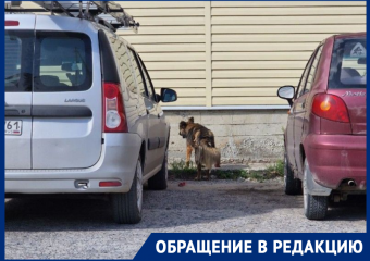 После кормления «зоозащитниками» бездомная собака сразу атаковала «беззащитного» дедушку 