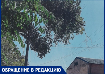 «Ветки идут уже на провода»: первостроитель Волгодонска пожаловался на аварийное дерево возле стадиона «Труд» 