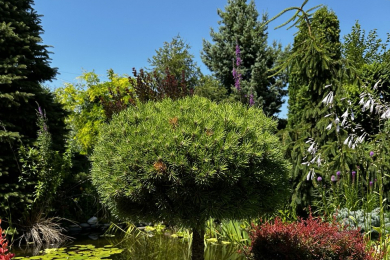 «Флора сервис», 8-918-509-31-49 - 