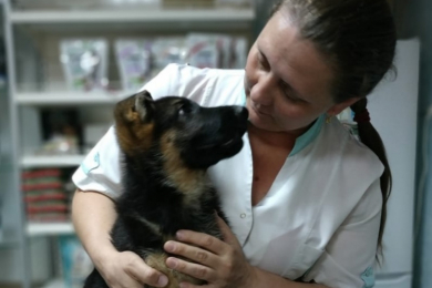 Ветеринарные услуги - Доктор ZOO*