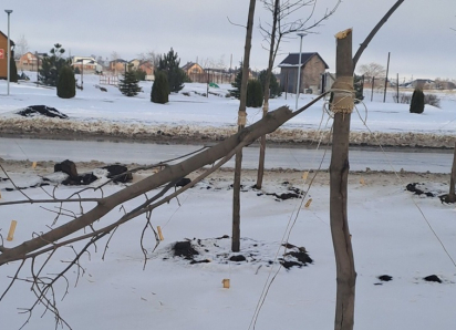 «Молодой мужчина с пилой, никого не боялся»: очевидцы об уничтожении кленовой аллеи на проспекте Мира 