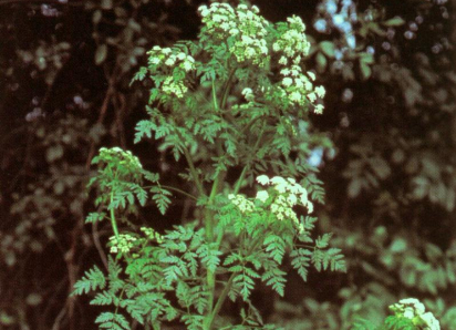 Безжалостный «убийца Сократа» скоро расцветет в Волгодонске