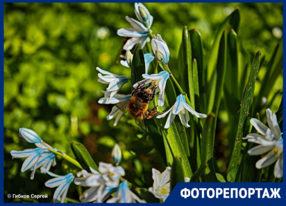 Совсем другие краски: весна в Волгодонске вступает в самую красивую фазу