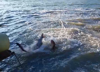 На Ростовской АЭС выпустили в водоём-охладитель восемь тонн рыб-камышеедов