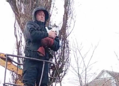 Для спасения кошки с 30-метровой высоты в хуторе Рябичев волонтеры провели спецоперацию с использованием автовышки