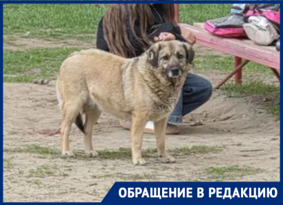 Злая собака у детской площадки на Ленина держит в страхе весь двор