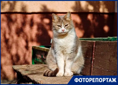 Мартовские коты, туманы, закаты и первые цветы: каким был март в Волгодонске этой весной