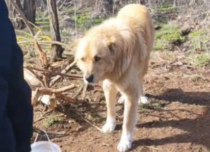 Живодеры привязали и приговорили к смерти породистого алабая под Волгодонском 