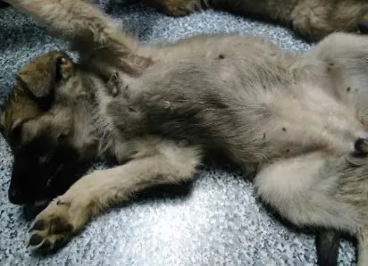 «Проглотив всего одну блоху, ваш питомец рискует стать «хозяином» для злого паразита»: ветеринары  