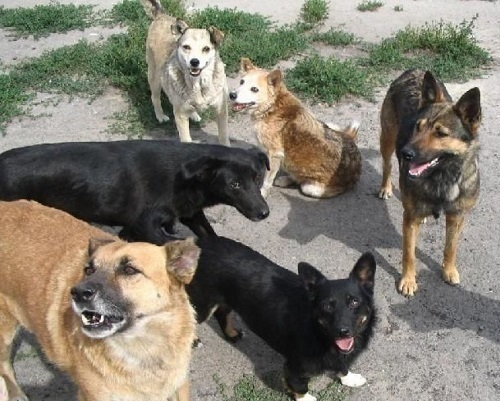 Отлов одной бродячей собаки обойдется Волгодонску в 1300 рублей