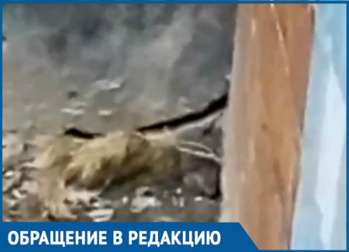 Огромные крысы поселились в общежитии в новой части Волгодонска