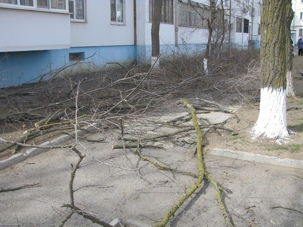 Жители «пятиэтажки» в Волгодонске «воюют»  с управляющей компанией из-за  деревьев во дворе дома