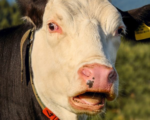 Очередной случай заболевания бешенством выявлен у коровы в хуторе неподалеку от Волгодонска