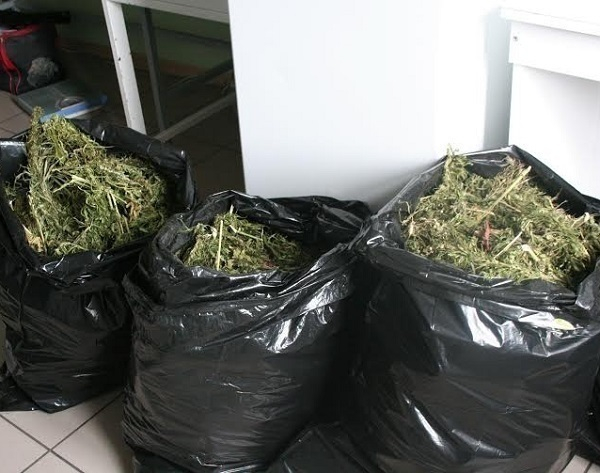 Безработный волгодонец хранил более 4 000 косяков марихуаны в гараже и на даче