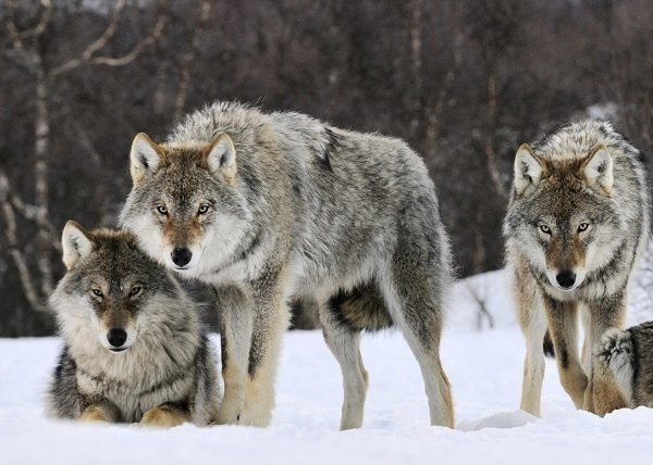 На окраине Волгодонска на свет автомобиля выбежали трое волков