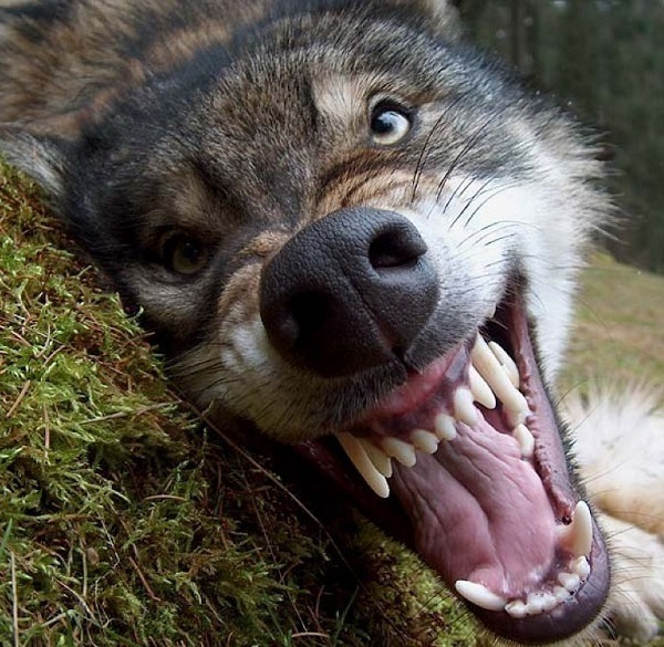 В Волгодонском районе признан безопасным хутор, где мужчина задушил бешеного волка