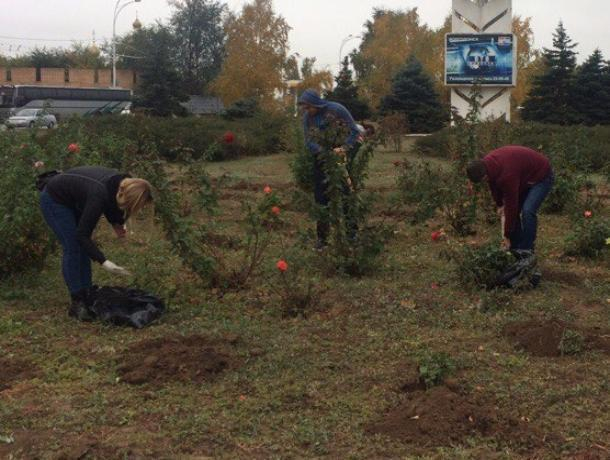 Полторы сотни кустов роз появились на въезде в новую часть Волгодонска